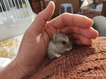 balaca pişikler: Cırtdan xomyak (cücə hamster) – boz-gümüşü rəng, qara parlaq gözlər — 3