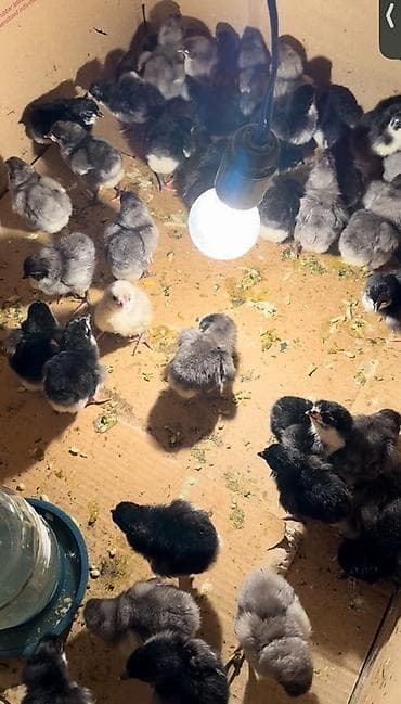 Atlar: Toyuq, Damazlıq — 5