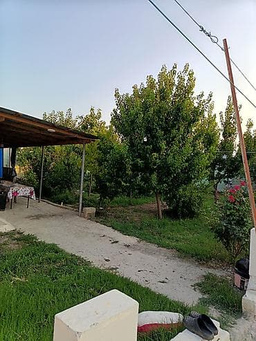 ağaç satışı: Avtozavod qəsəbəsi tərəfdə, Əfrasiyab Bədəlbəyli küçəsində 5 sot — 8