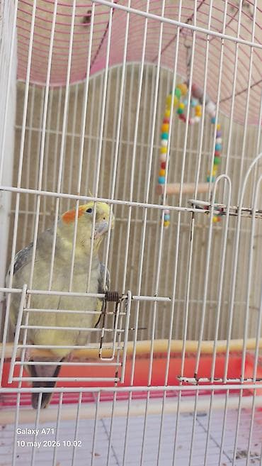 lalafo quşlar: Korella popuqayı danışır 3 dənə söz bilir – çox mehriban bir quşdur — 5