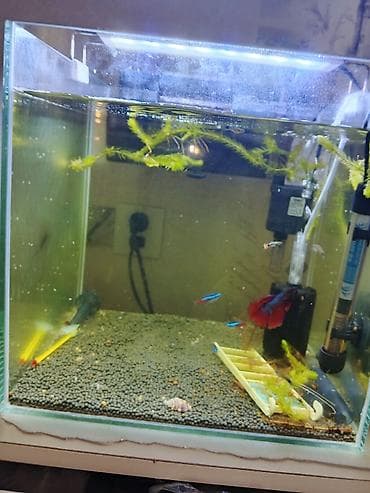 quslar type 1: 35.35.35 akva
11 balig tetra guppy Betta
güçlü filtre — 2