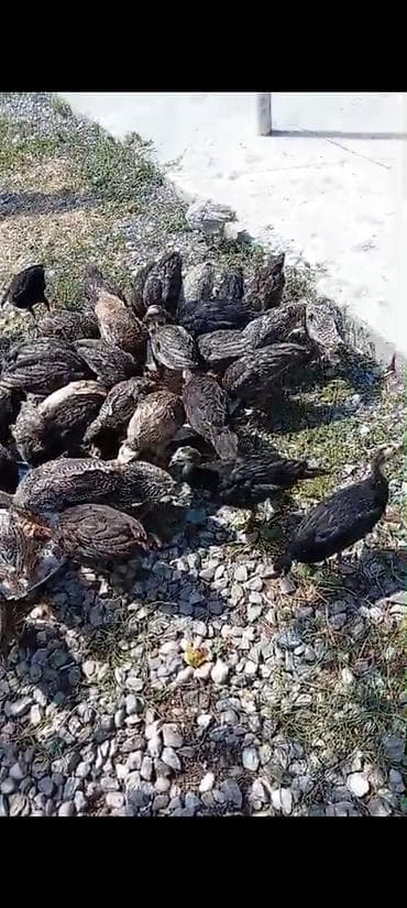 рынок животных в баку: 19 dene saglam Hinduṣka balası 15 günlük biri 8 manatdan satılır — 6