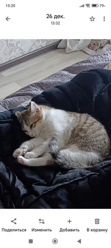 Heyvanlar üçün mallar: Yaxşı əllərə — 1