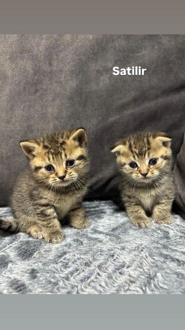 K/t heyvanları və malları: Şinşila balalari — 3