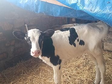 kok dana: Salam 3 bas buzovdu 2 si erker 1 ri disi hamsi sort ineklerin — 5