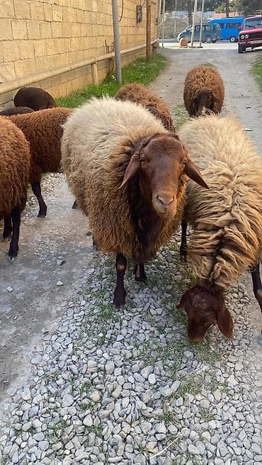 Другие с/х животные: Самец, Qala, лет: 1, 30 кг, Для мяса — 3
