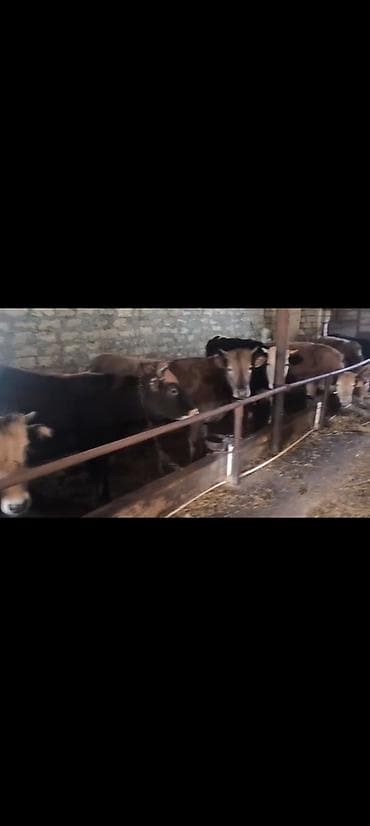 Heyvanlar: Salam aleykum qardaşlar gününüz xeyirli olsun allah haminizin — 4