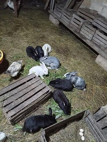ov iti satanlar: Salam. Şinşila Pyostr Rizen Velikan Reks Kaliforniya və yerli — 5