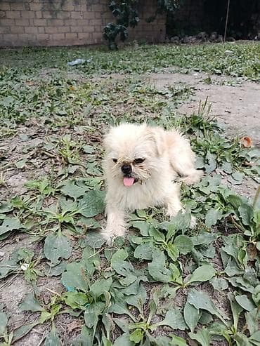 cins heyvanlar: Pekines, 1 il, Erkek, Ünvandan götürmə — 4