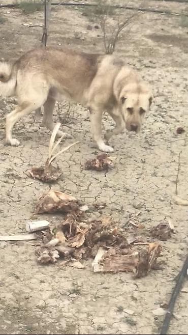 4 il, Erkek, Peyvəndli, Ünvandan götürmə