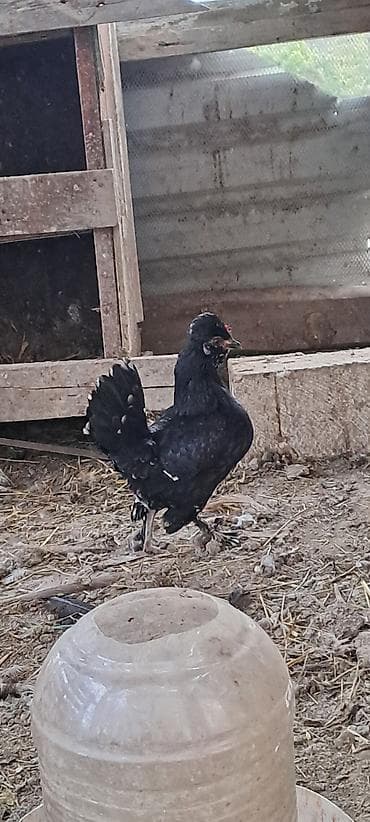 cins atlar: Toyuq, Damazlıq — 10