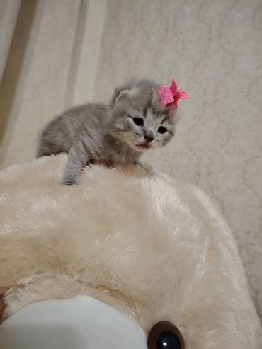 dovşan balaları: Şotland — 6