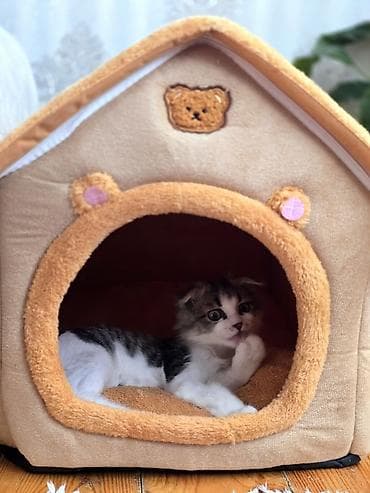 pisiy qabi: Şinşilla, Erkək — 3