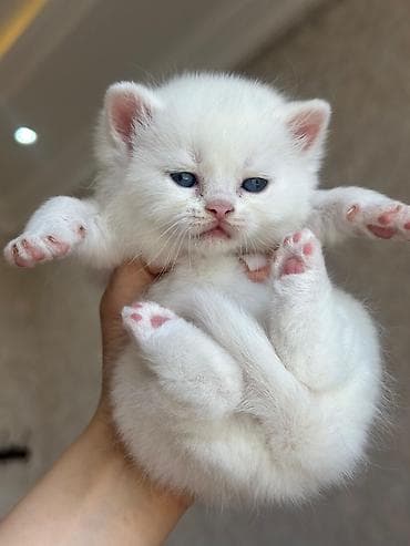 yastı qulaq: Şotland yastı qulaq — 4