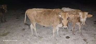 ineklerin satisi: Самка, лет: 4, 230 кг, Для молока, Самовывоз — 2