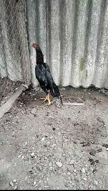 Toyuqlar: Qara rəngli uzunboy döyüş tipli cücələr (tək xoruz) – yerli seleksiya — 1