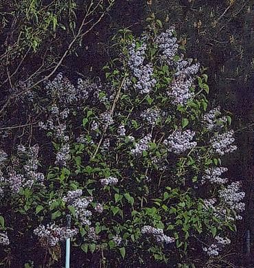 qaynana dili gulu: Məhsul: Yasəmən (Syringa vulgaris) – kəsilmiş budaqlar və ya kol — 2