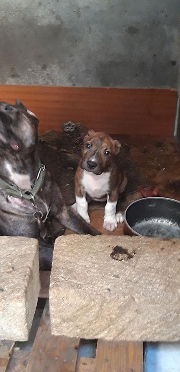 avcarka balası: Pitbul, 2 ay, Dişi, Peyvəndli — 1