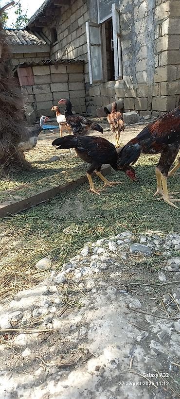 lider toyuqlari: Toyuq, Damazlıq — 8