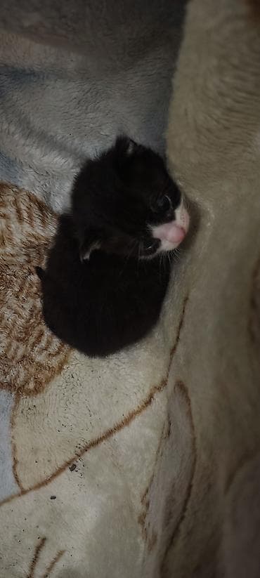 hazir yuva: Erkək, Yaxşı əllərə, Ünvandan götürmə — 2