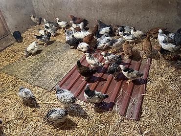 cuce satisi 2020: Toyuq, Ətlik, Ünvandan götürmə — 4