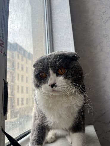 Şotland yastı qulaq, Erkək, Cütləşmə üçün