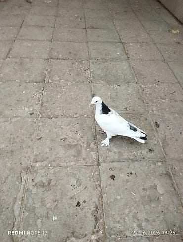it ev: Tutulmadir.Ağ-qara rəng çalarlarına malik ev göyərçini - Növ: ev — 3