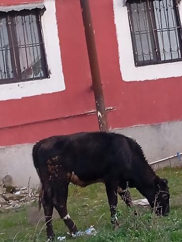 balali inək: Satılır: qara rəngli danalıq inək - Cins: yerli tip, qara rəng, alın — 2