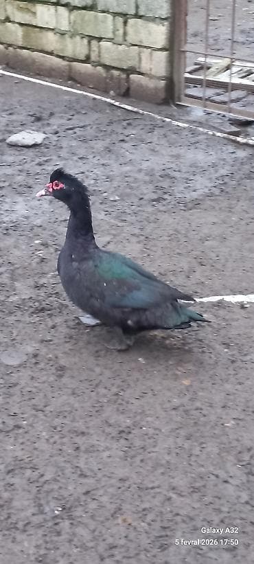 husky qiymetleri: Krasnadar Zumrud 6 aylıq erkəy.Unvan Lənkəran.Bakıya 20yanvara və — 6