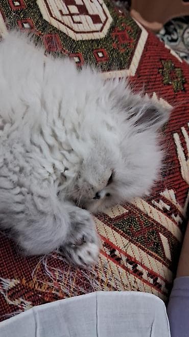 шиншилла котенок купить: Шиншилла — 3