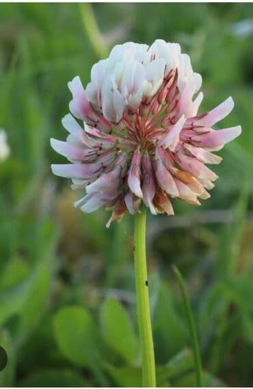 gül toxumları satışı: Gulu yonca 3 rengli və bir rengli danimarka sortu revendel catirilma — 3