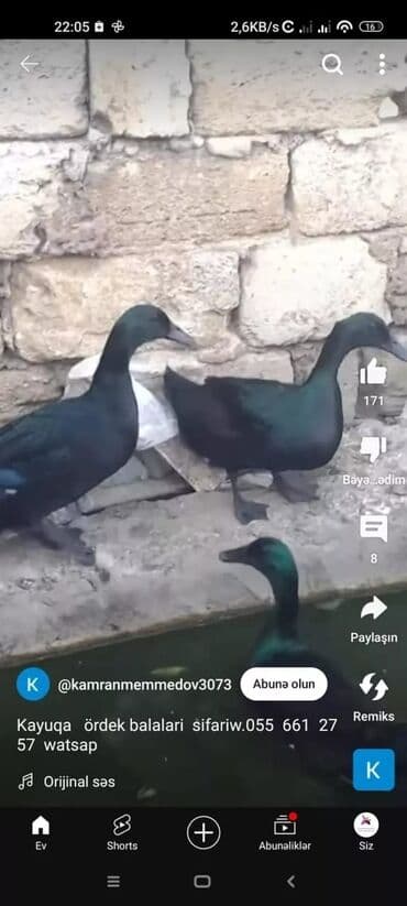 cücə və xoruz: Salam Ayam cemani,,. argenal.yumurtasi,cucesi.colpasi,,xoruzu.toyugu — 9
