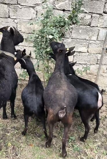 cins inekler azerbaycanda: Təmiz orginal murciyano keçiləri yetik boğazdılar 6 dənə keçidi — 2