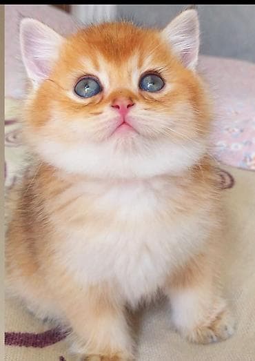 ucuz pişiy: Qızıl şinşilla, Erkək, Yaxşı əllərə, Ünvandan götürmə — 1