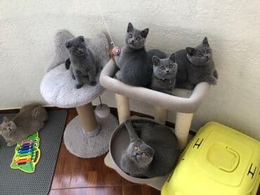 pişik şəkili: Şotland, Dişi, Erkək, Ünvandan götürmə — 26