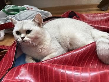 pişik itib: Şinşilla, Dişi, Yaxşı əllərə, Ödənişli çatdırılma — 7
