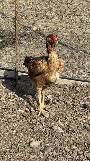 ucuz ev iti: Toyuq, Damazlıq — 2