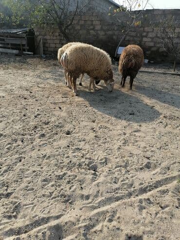 K/t heyvanları üçün mallar: Quzular – 3 baş 3 də bir satılır qiymət sondur bir dənəsi 450 — 3