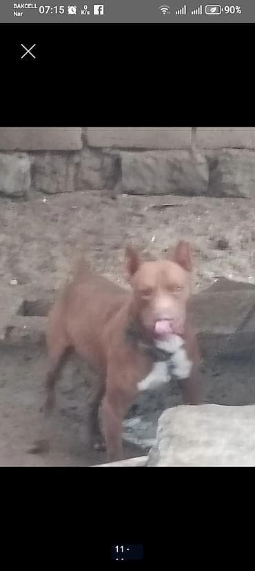 qaz heyvan: Qəhvəyi rəngli pitbull balalari. BİR aylıqdır lar. Şəkillərdə sonda — 8
