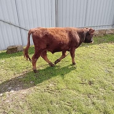 Qırmızı rəngli dana/buzağı - Növ: iribuynuzlu heyvan, gənc dana -
