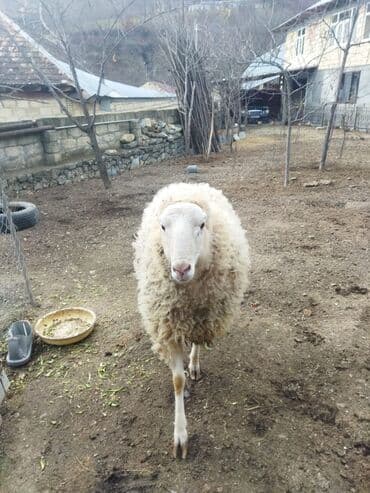 cins qaz: Qoyun – yerli təsərrüfatdan hərkəsə salam sağlam heyvandır.diri — 1