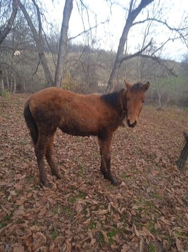 qu quşu və çöl qazı haqqında məlumat: Satılır: cavan at (şabalıdı rəng) - Növ: at - Yaş qrupu: cavan — 7