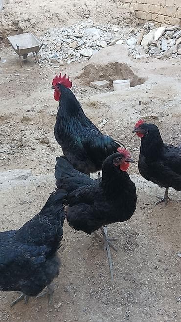 bakida it bazari: Toyuq, Australorp, Damazlıq, Ünvandan götürmə — 4