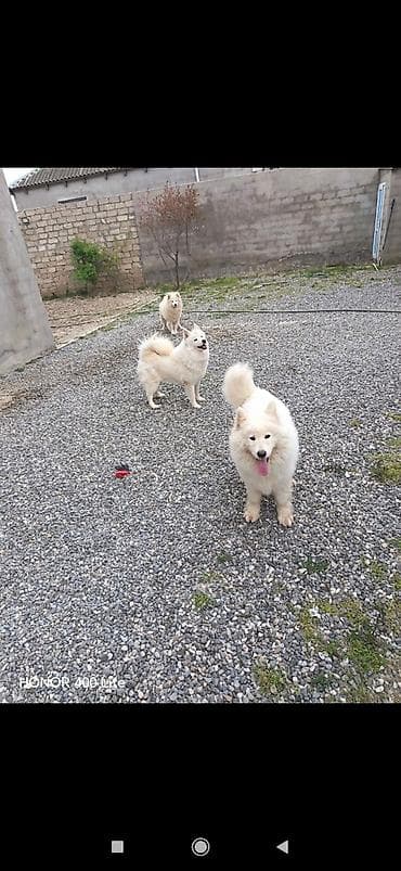 5 gunluk is elanlari: Samoyed, 10 ay, Dişi, Cütləşmə üçün, Ünvandan götürmə — 2