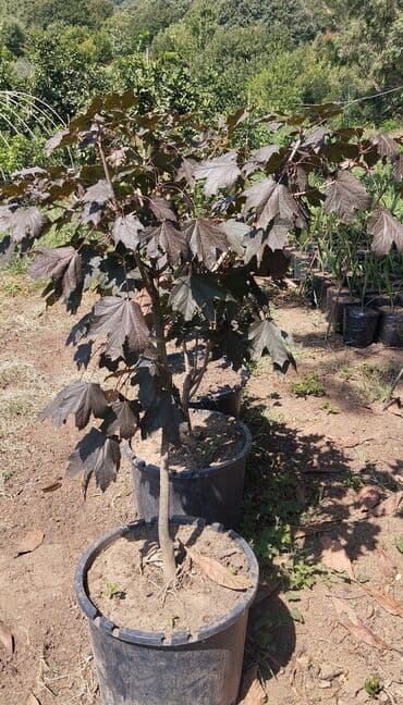Qırmızı Çinar. Yarpaqları tünd qırmızı rəngdə olan və dibçəkdə böyüyən lalafo.az -da Qırmızı Çinar. Yarpaqları tünd qırmızı rəngdə olan və dibçəkdə böyüyən