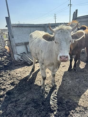 balali inək: 1 ci qarına ağır boğaz Südlük inək – ağ rəngli, qısa buynuzlu. Orta — 3