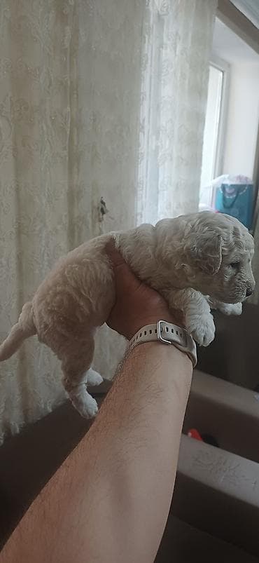 it: Pudel, 1 ay, Erkek, Ödənişli çatdırılma — 10