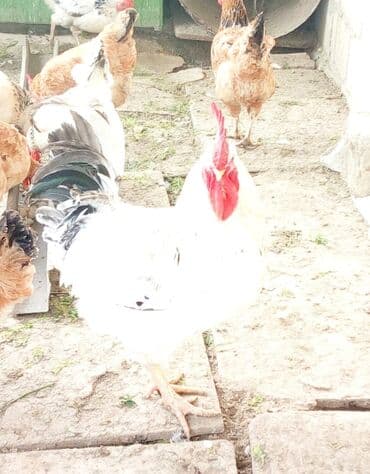 Toyuq, Damazlıq — 1