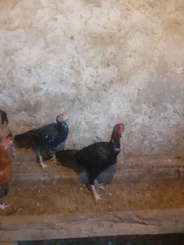 Akvarium aksessuar və ləvazimatları: Xoruz, Heyratı, il: 4, Ünvandan götürmə — 1