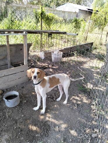 ov iti: Pohnter 10 ayliqdi tam hazır maraqlanmaq isdeyenler vatcapla elaqe — 2